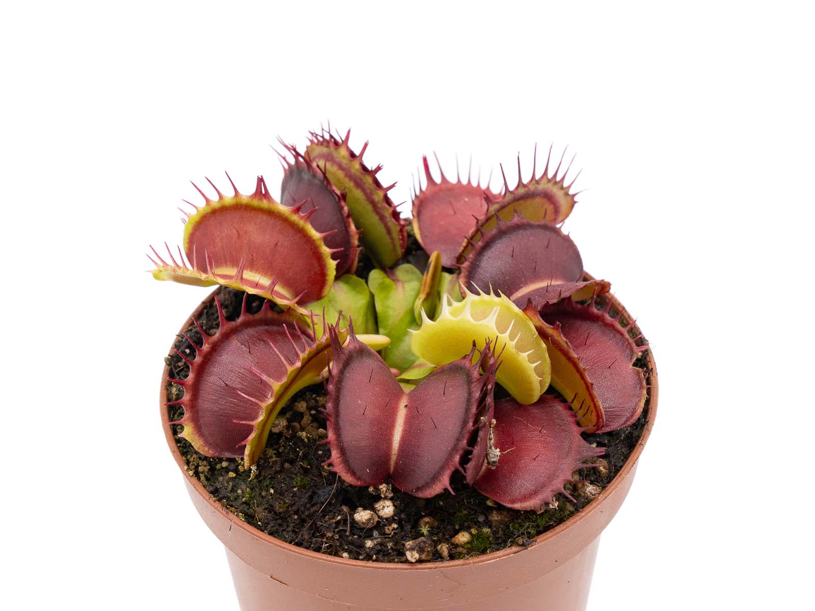 Dionaea muscipula - Predator x Fused Tooth Extreme