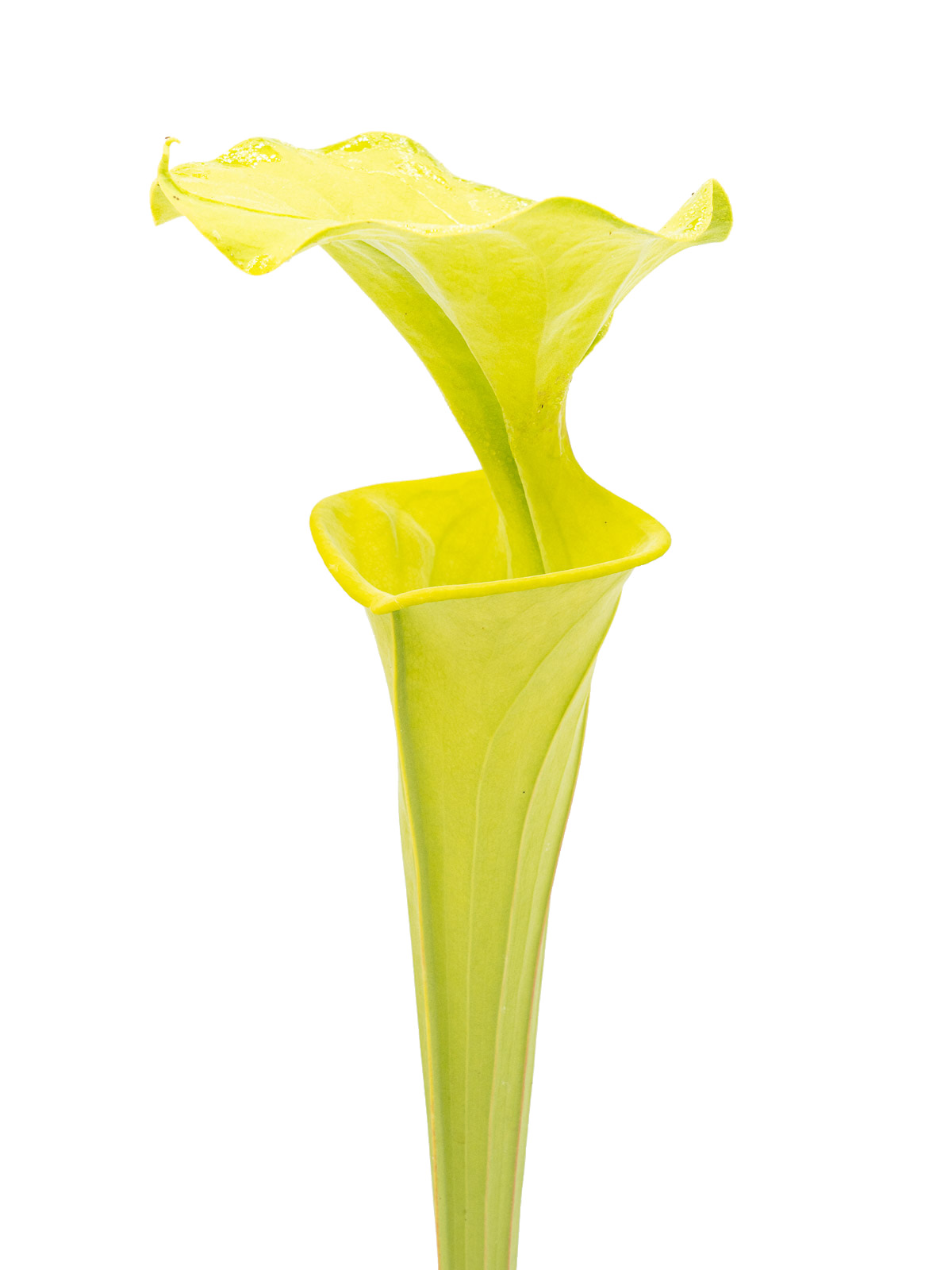Sarracenia flava var. flava - Yellow pitchers, PW F27