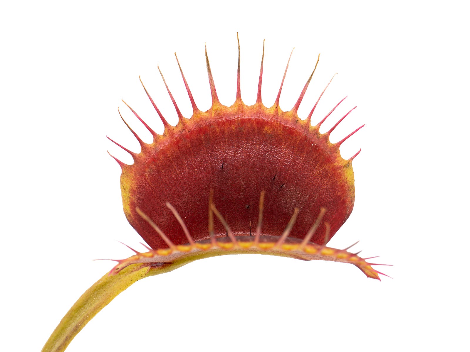Dionaea muscipula - MK 1979