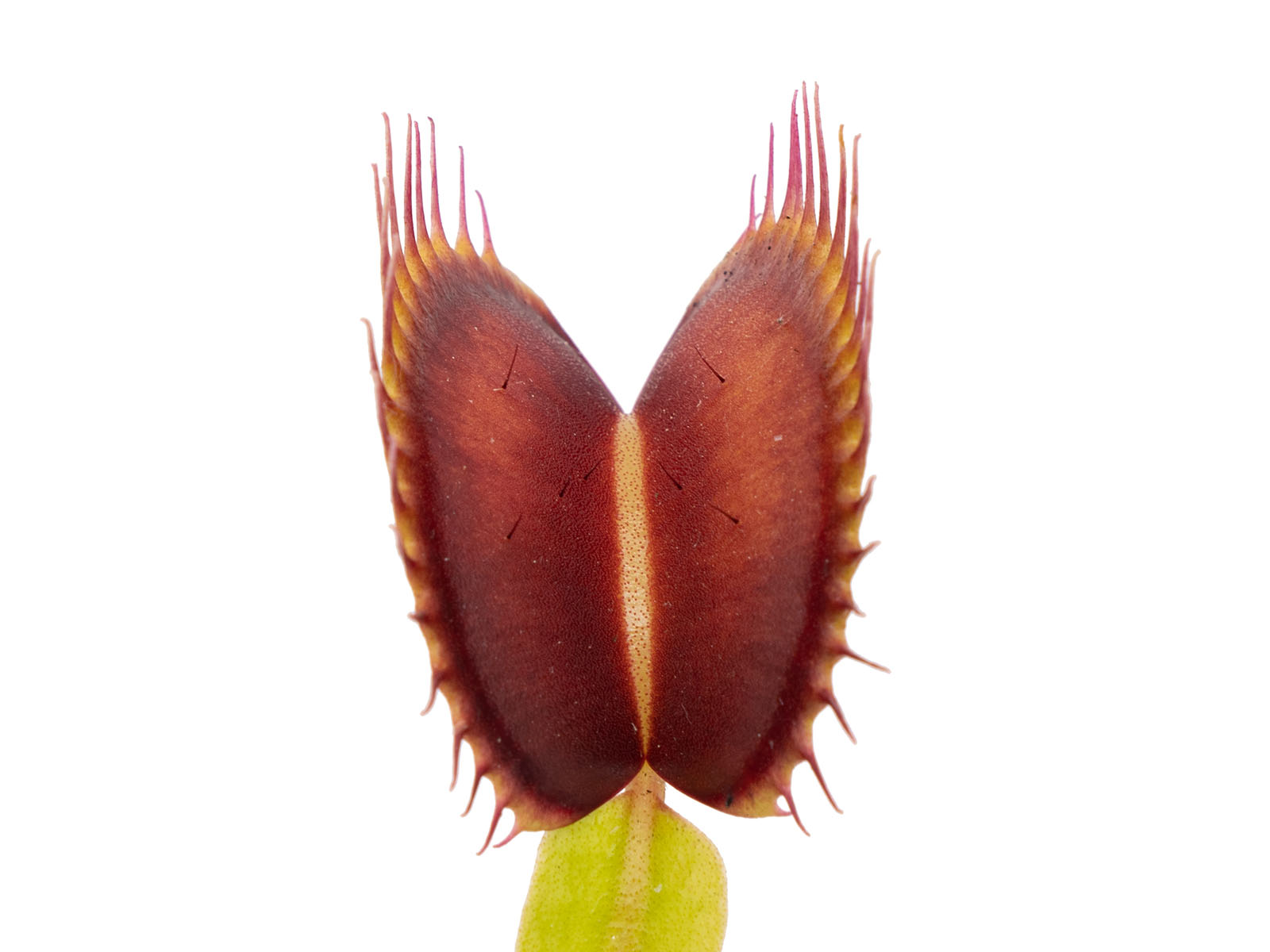 Dionaea muscipula - Marston Giant