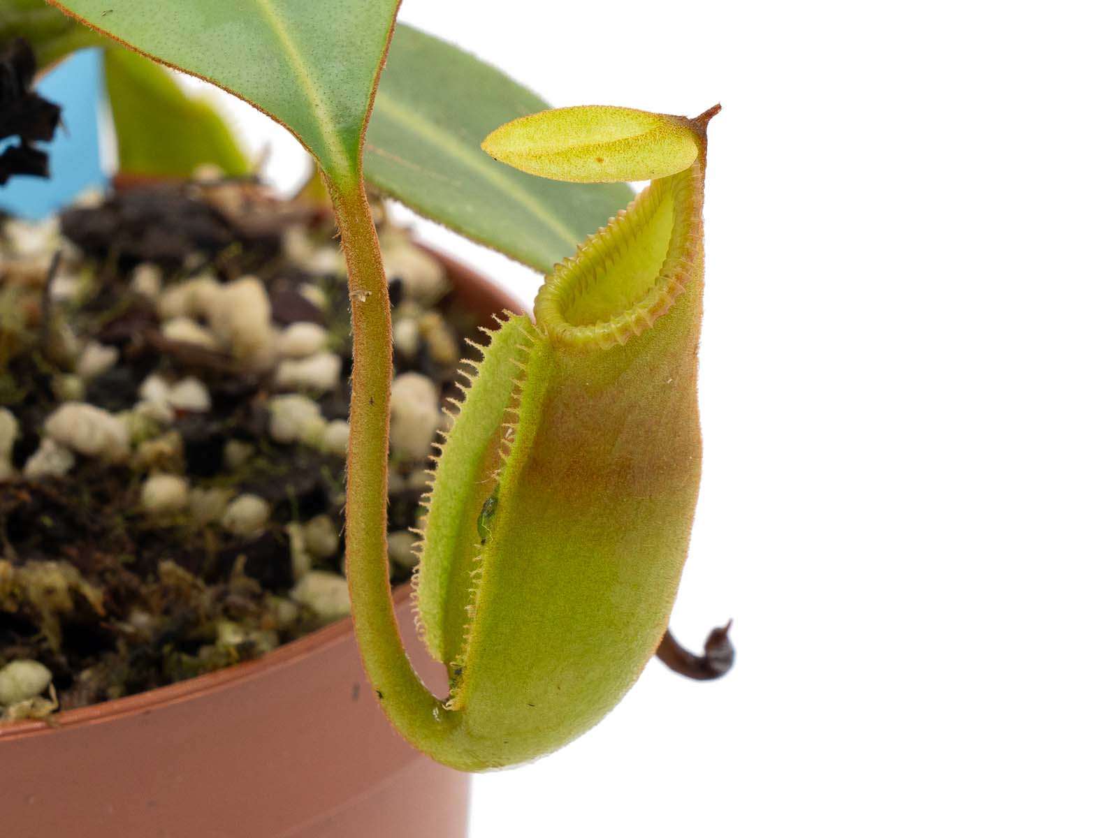 Auktion 063 - Nepenthes macrophylla