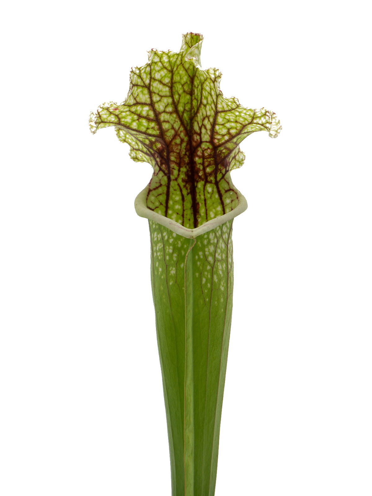 Sarracenia leucophylla Hybride - old Carniflora Clone