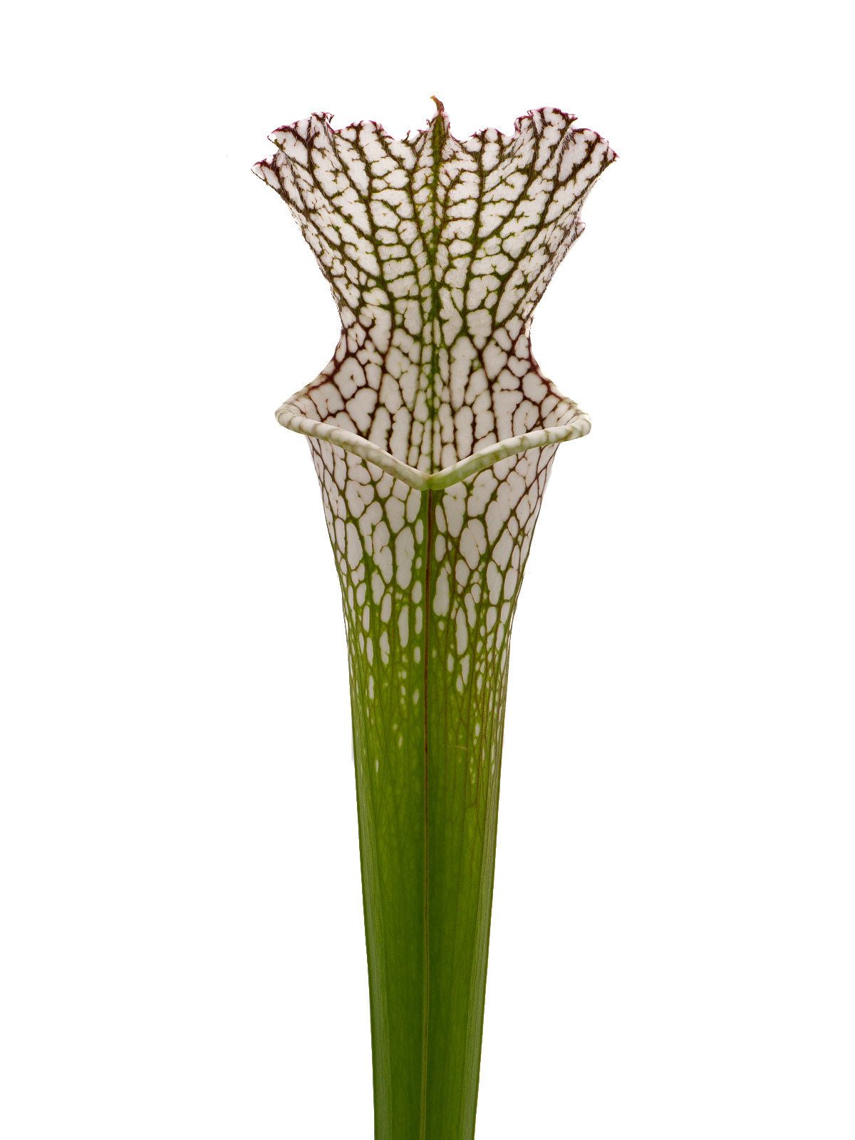 Sarracenia leucophylla - Ruedi Fürst