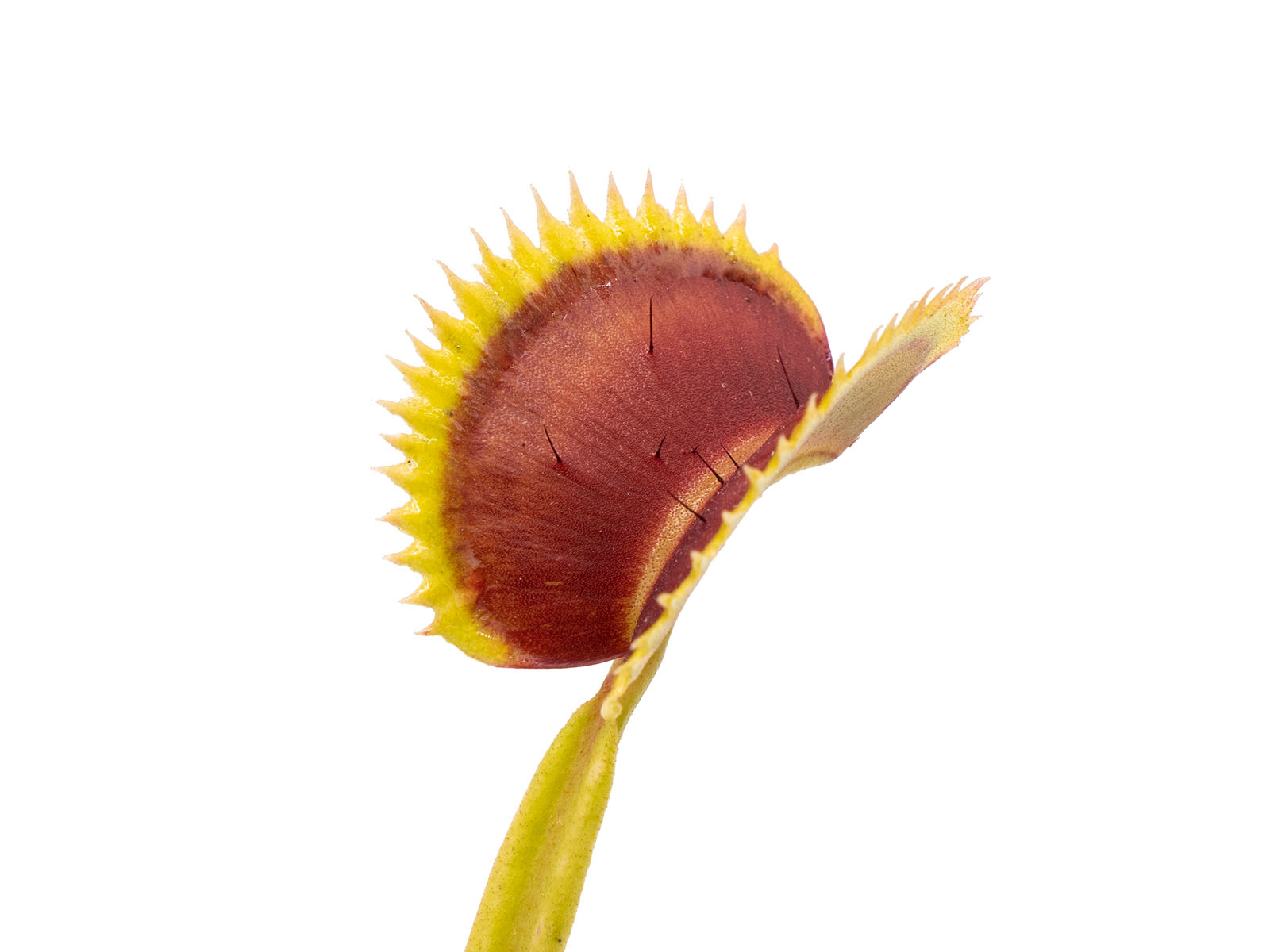 Dionaea muscipula - SL 14