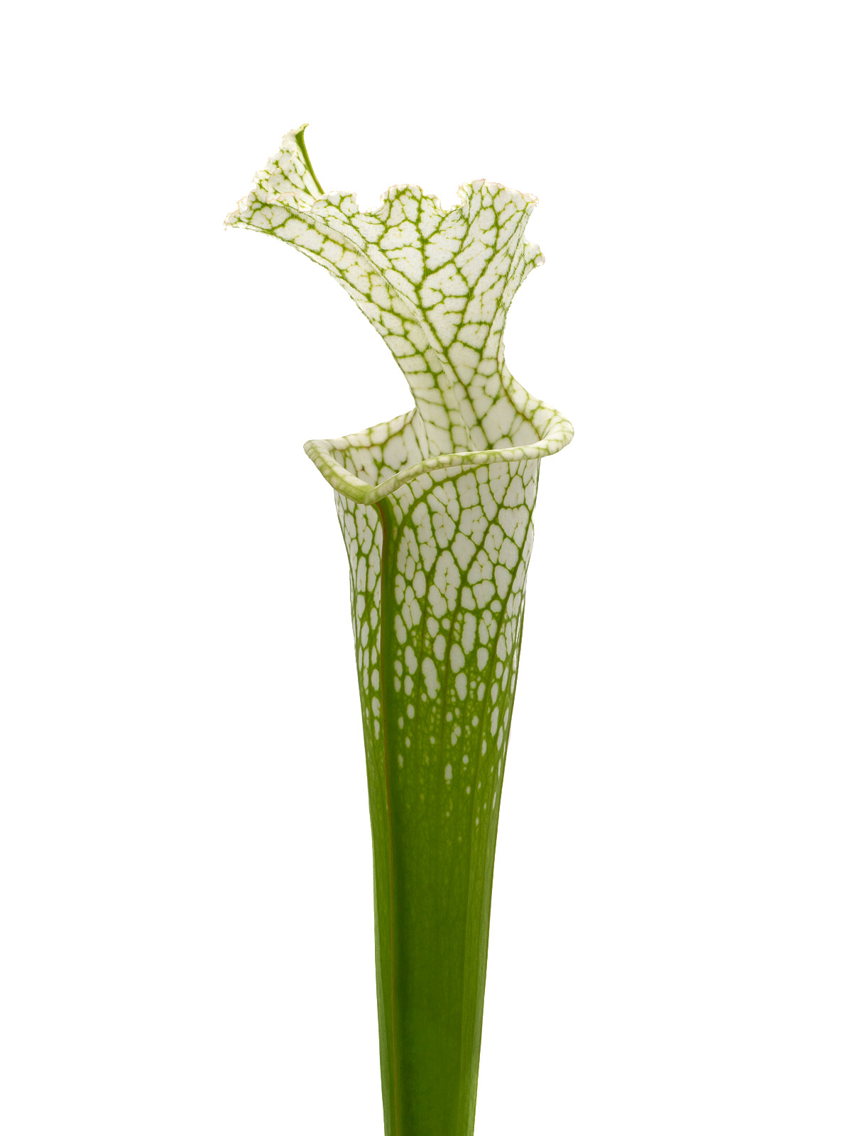 Sarracenia leucophylla var. alba - David Svarc