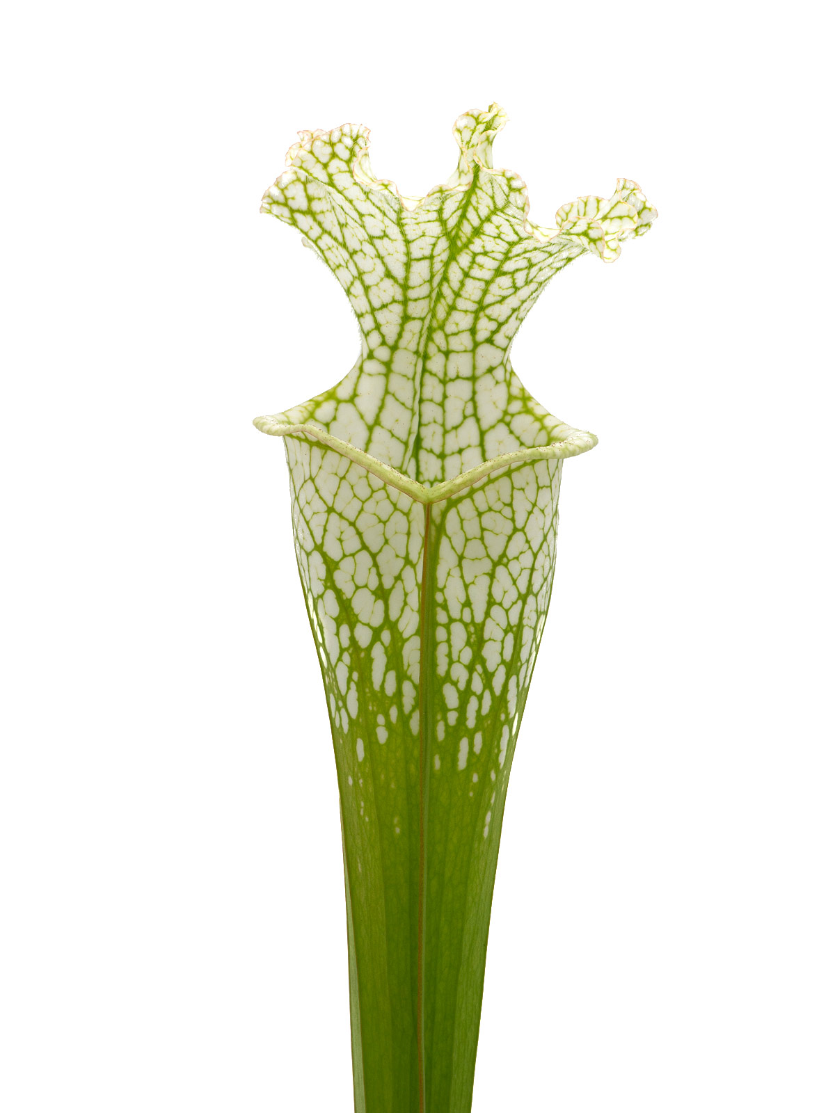 Sarracenia leucophylla var. alba - David Svarc, SEE9
