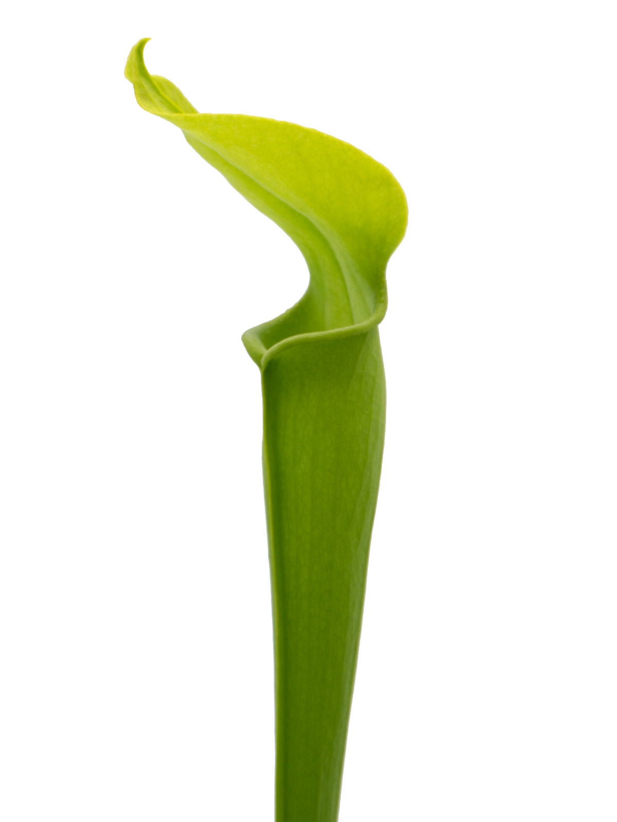 Sarracenia rubra ssp. jonesii f. viridescens - green form