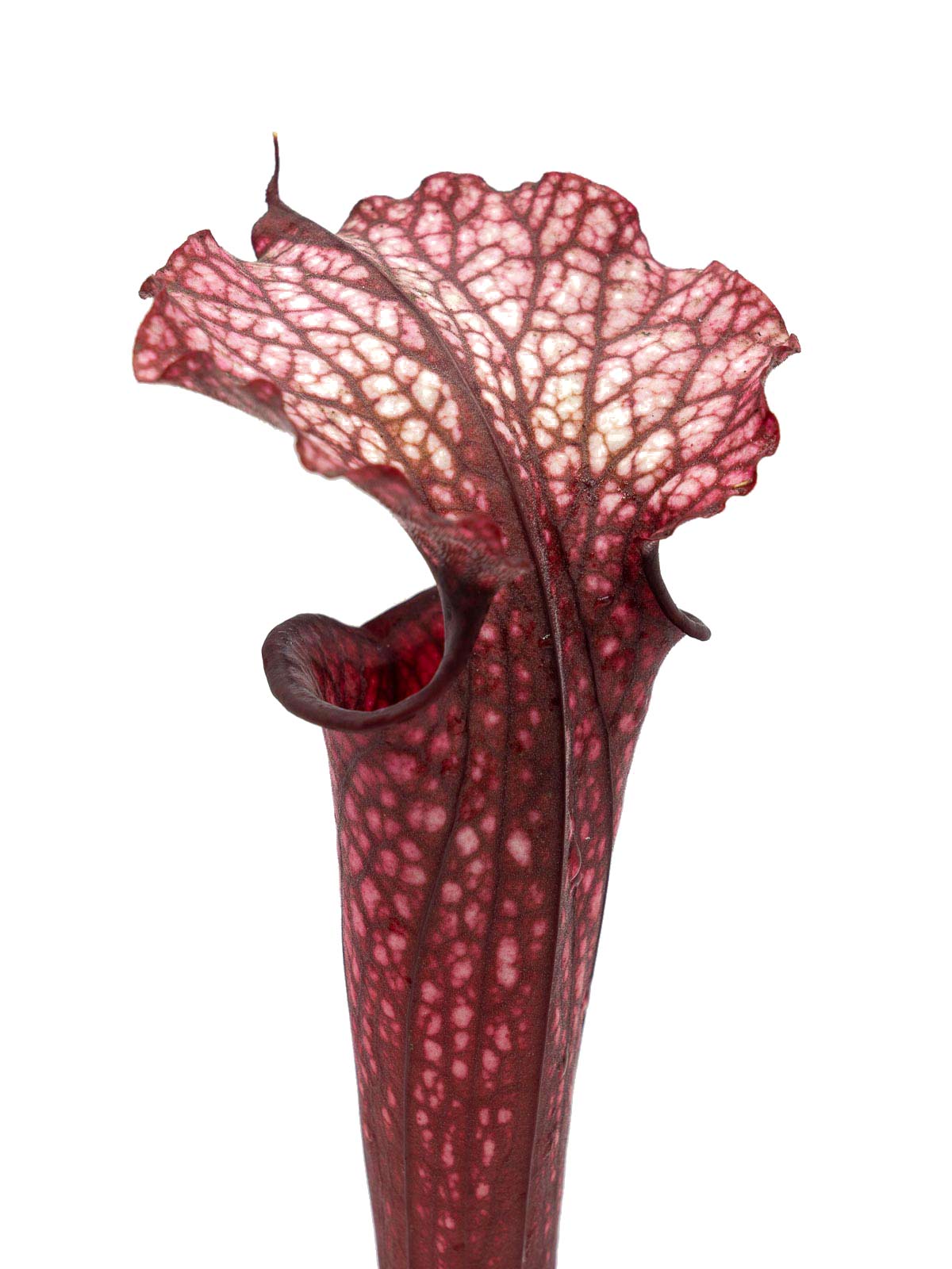 Sarracenia moorei - red form, GJ Clone 2