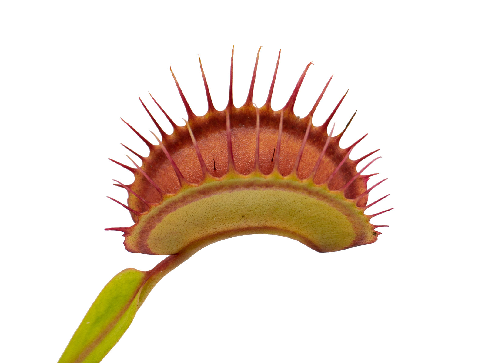 Dionaea muscipula - Darwin