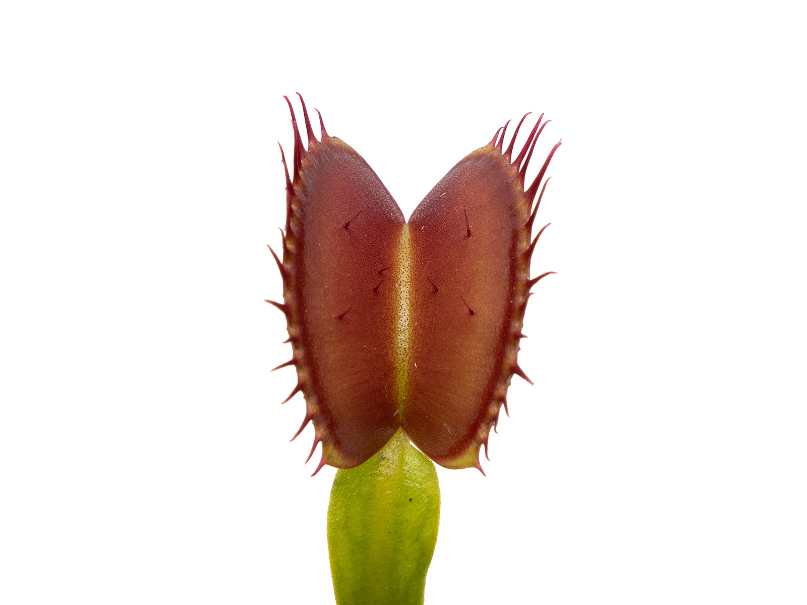 Dionaea muscipula - Red Holland Clone