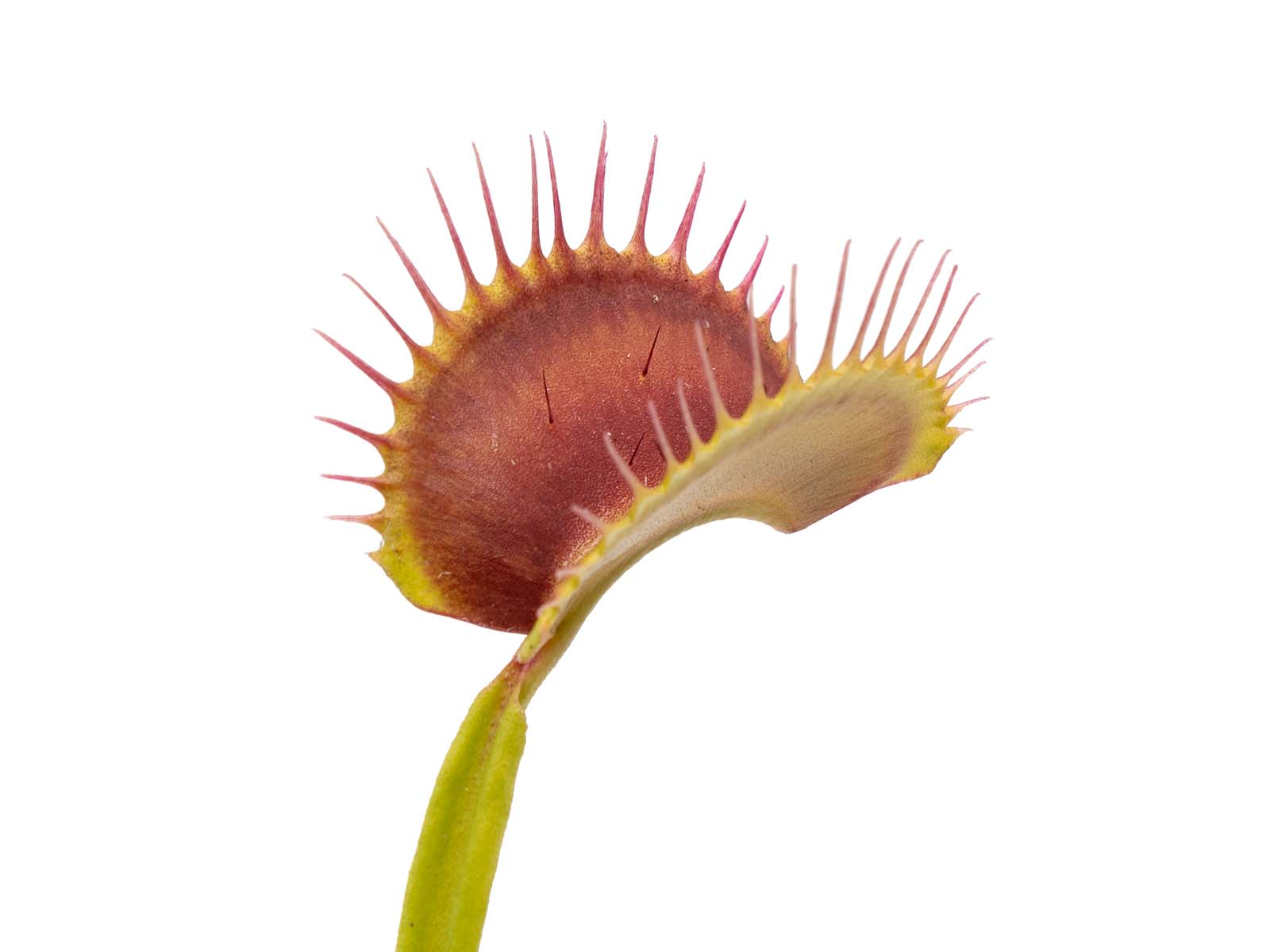 Dionaea muscipula - Z02 Ian Salter