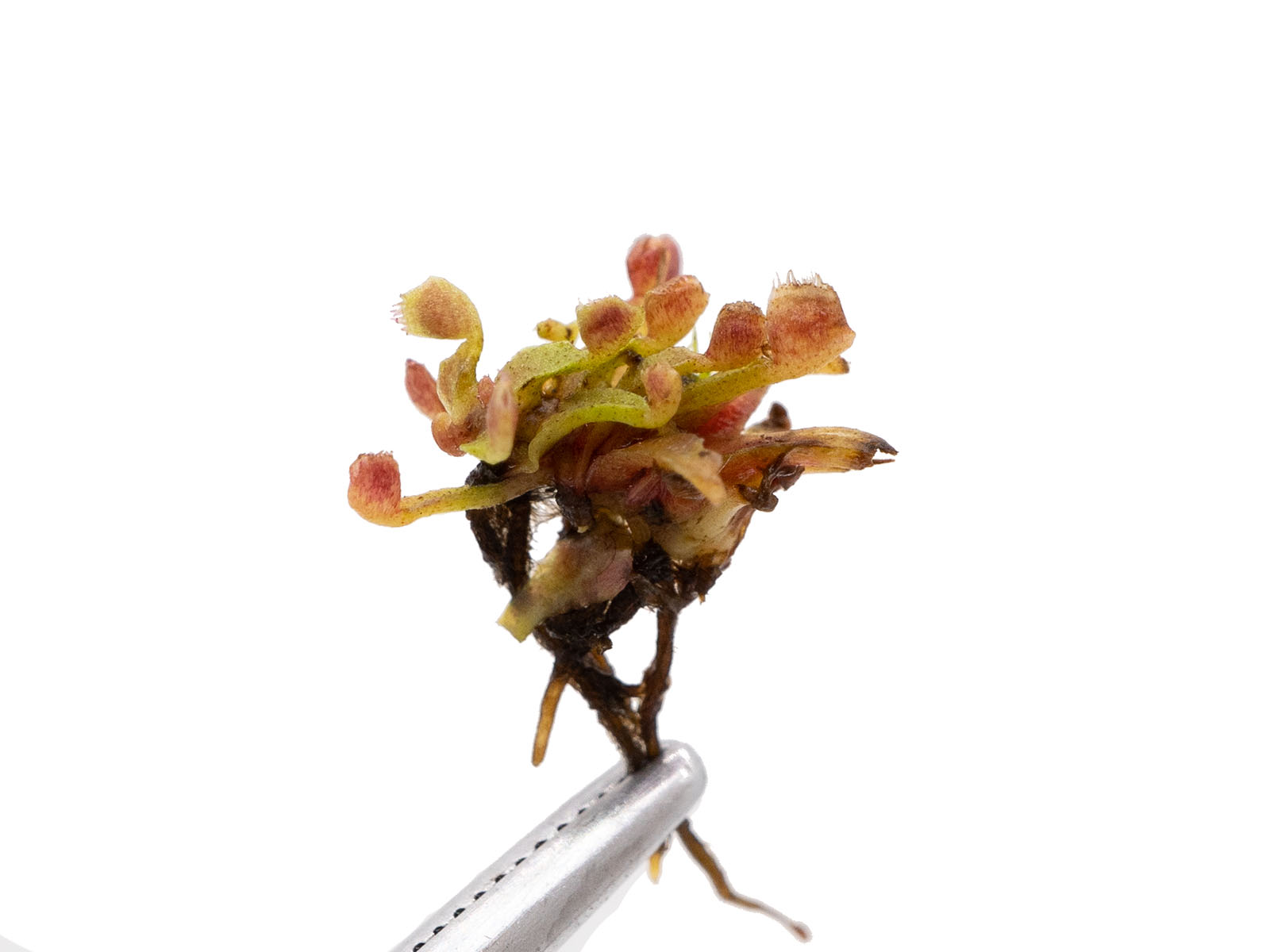 Dionaea muscipula - Minutissimum