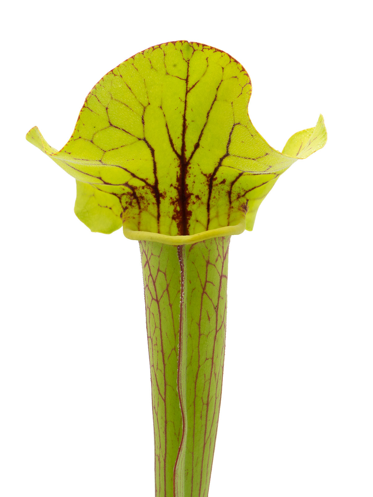 Sarracenia x Bigun, open pollinated, IS Clone 1