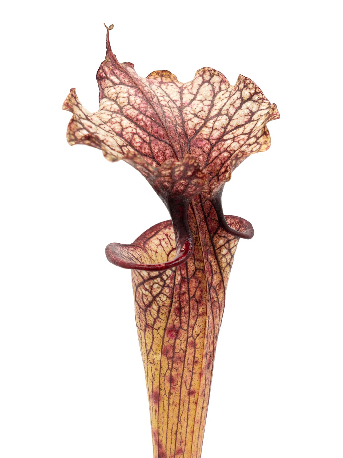 Sarracenia moorei - GJ Clone 4