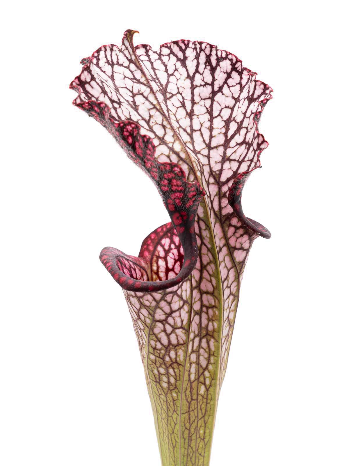 Sarracenia leucophylla - pink tube, Ian Salter, IS x DW 11