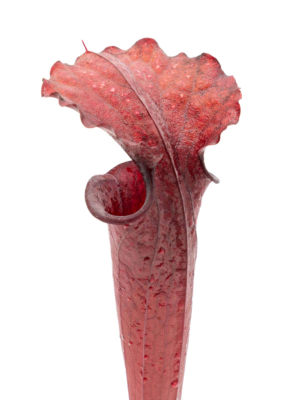 Sarracenia moorei - red form, GJ Clone 3
