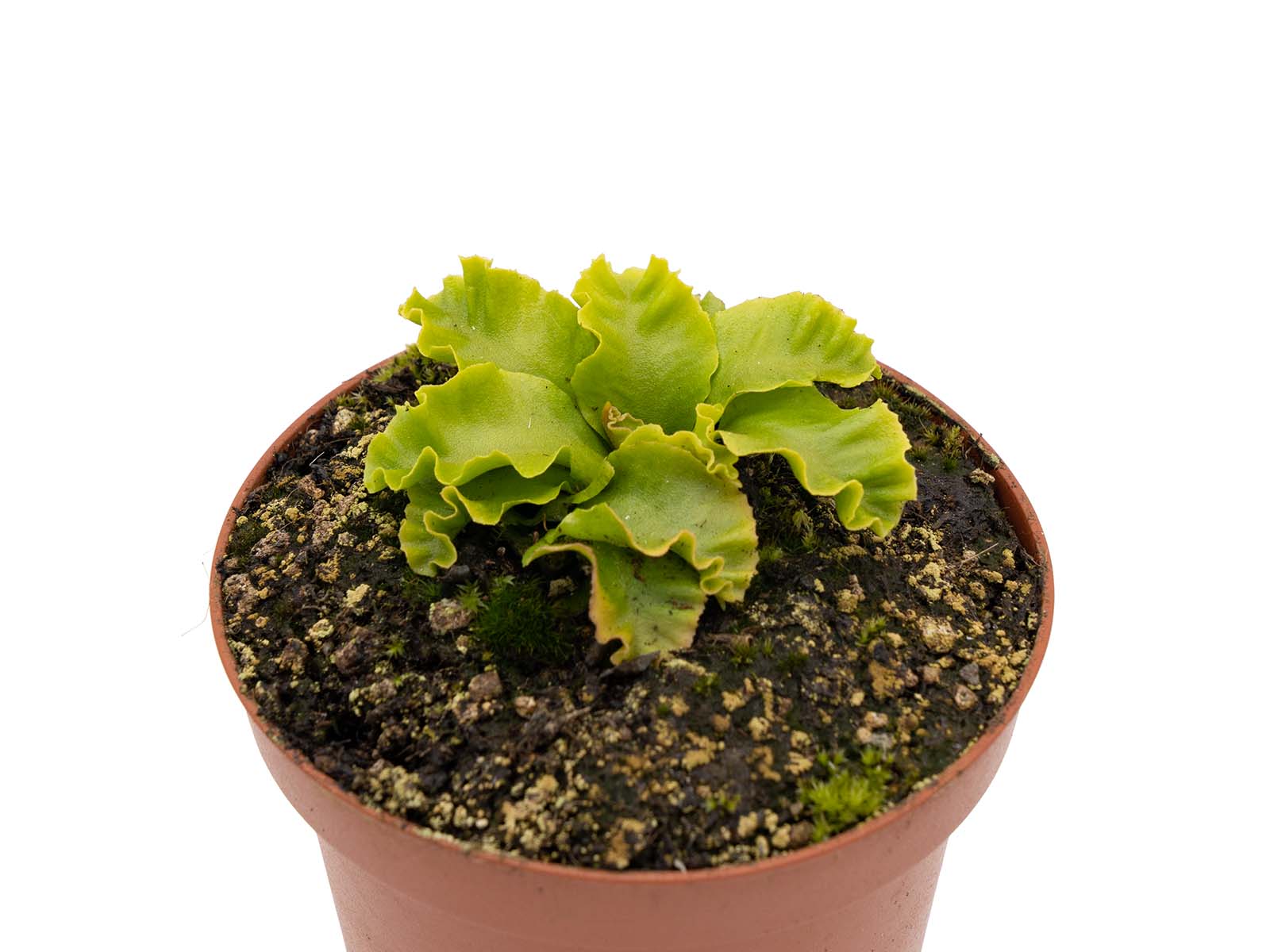 Dionaea muscipula - GJ Rose