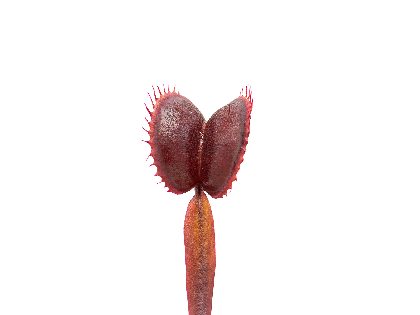 Dionaea muscipula - Claytons Red Sunset