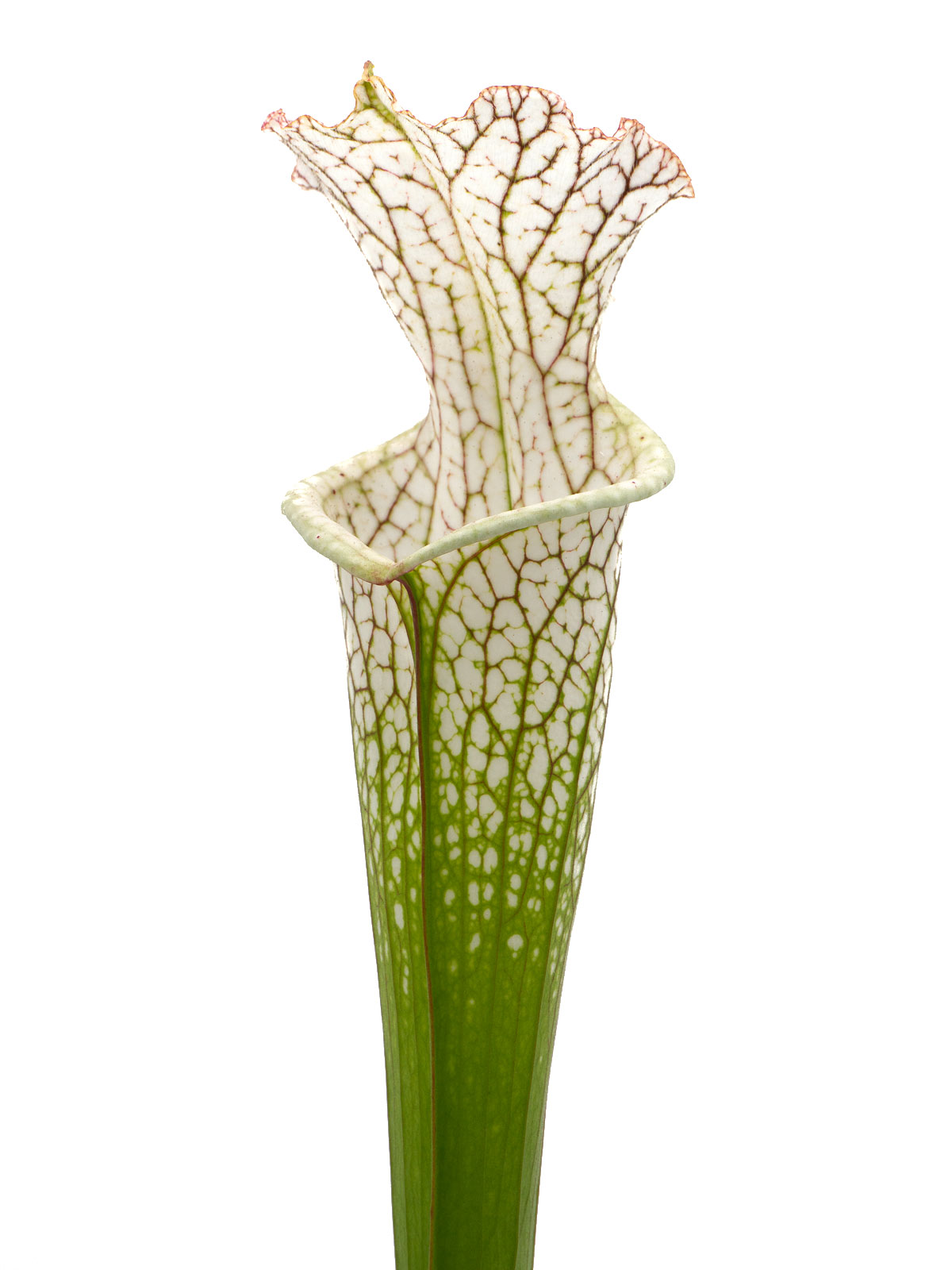 Sarracenia leucophylla - MK L85 Tibbee, Washington County, Alabama