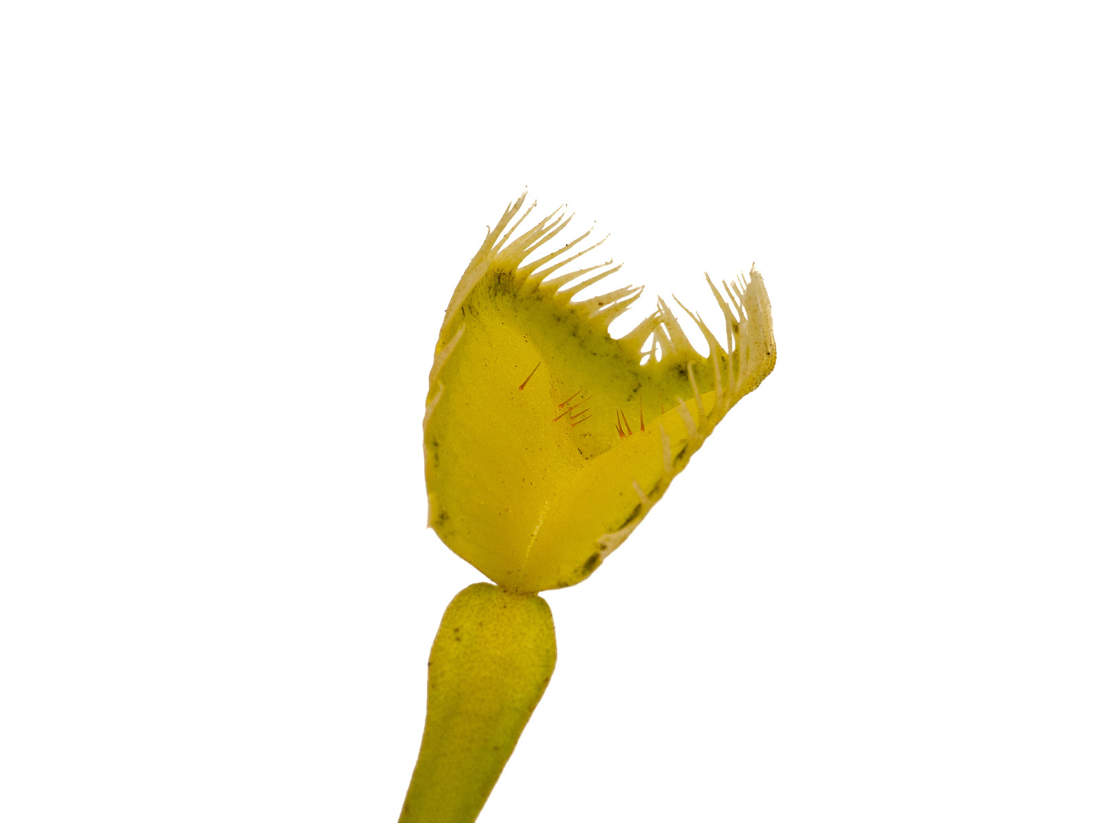 Dionaea muscipula - Baracuda
