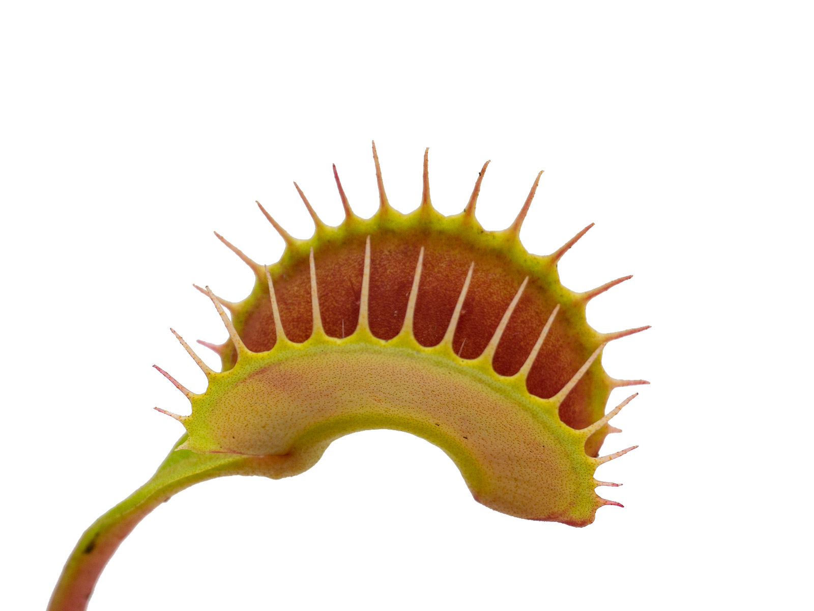 Dionaea muscipula - Wilhelma