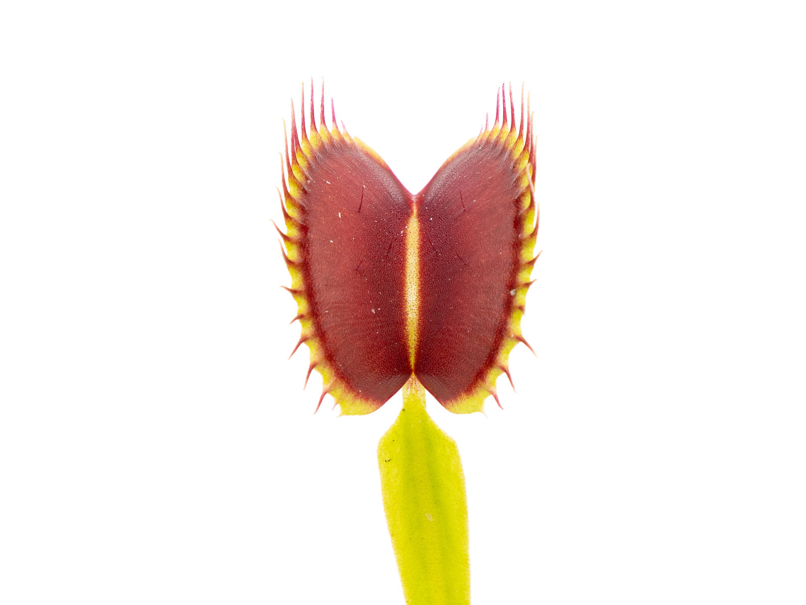 Dionaea muscipula - JJ
