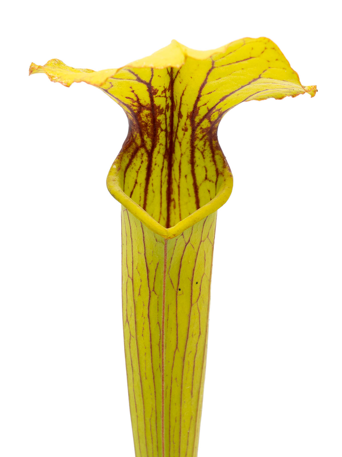 Sarracenia alata x flava var. maxima - Insektenfang IPx55