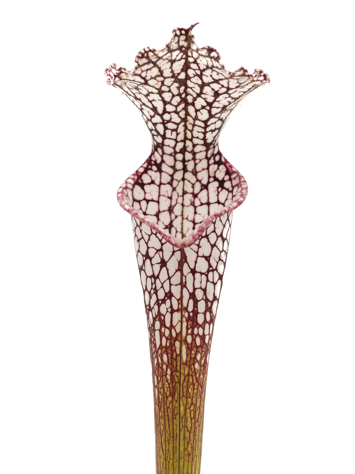 Sarracenia leucophylla - MK L19, giant form, Route 71, near Altha, Calhoun County, Florida