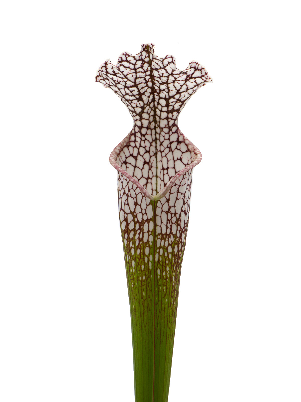 Sarracenia leucophylla - MK L65, large form, Marston Exotics