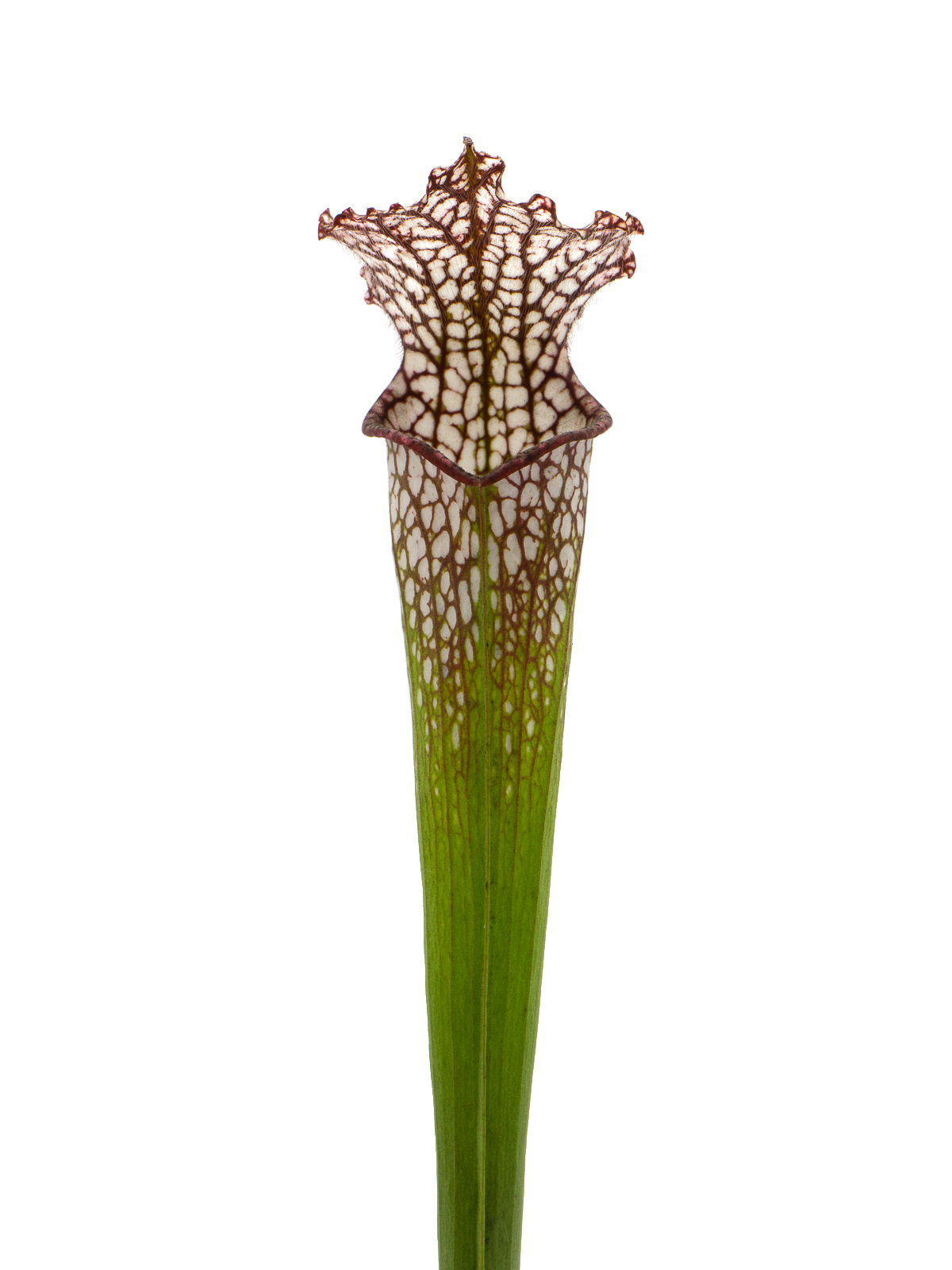 Sarracenia leucophylla - MK L107B, Conecuh National Forest, Alabama