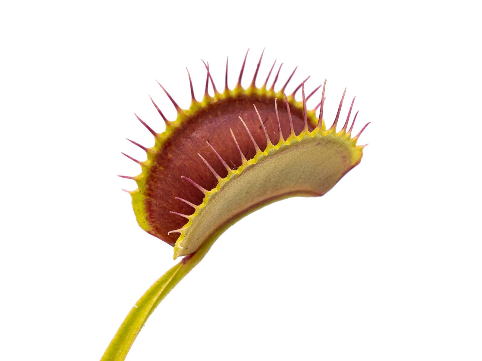 Dionaea muscipula - Vertical Curved Traps