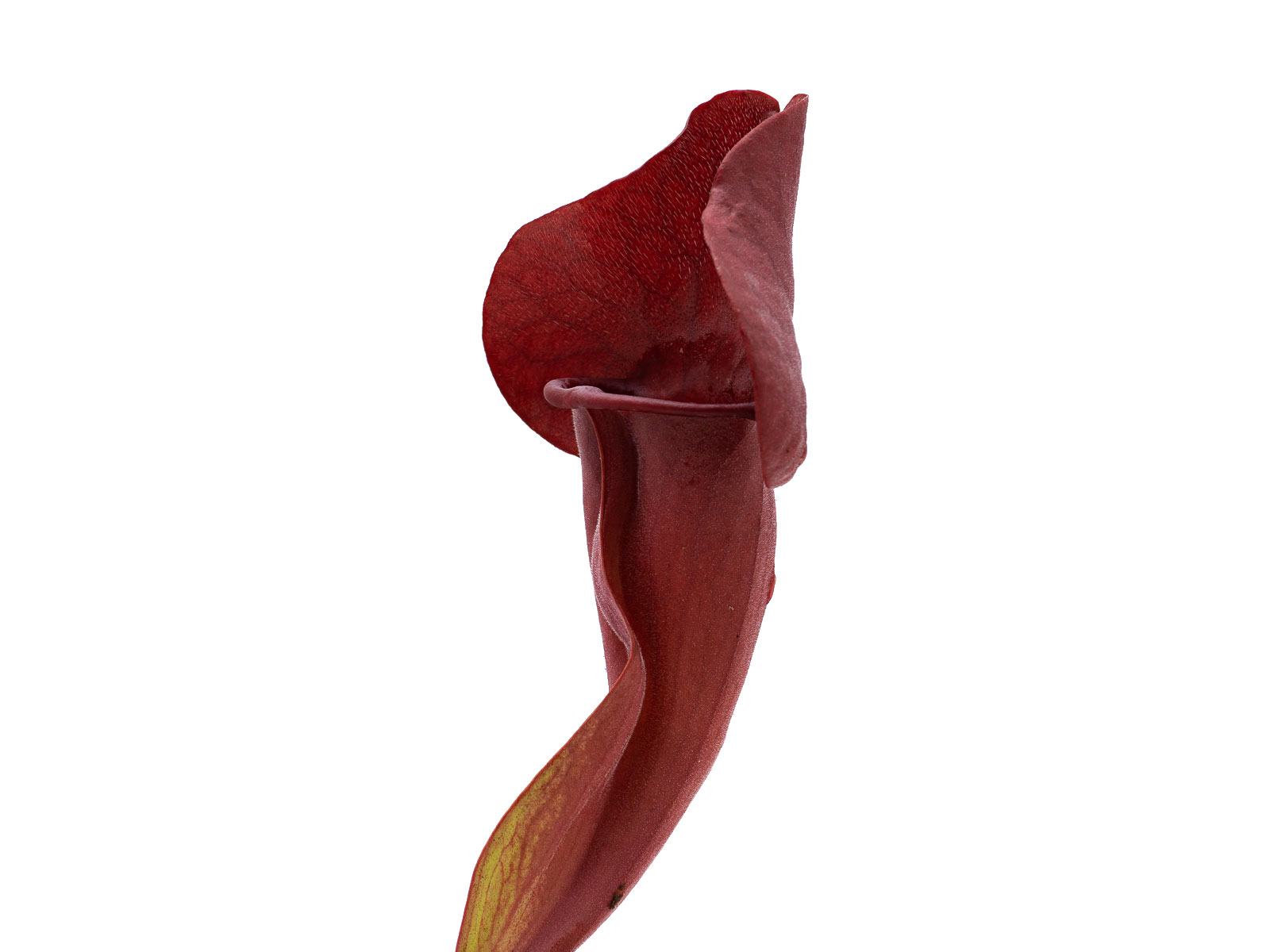 Sarracenia purpurea ssp. venosa `Marston´ x oreophila - Mirek Srba