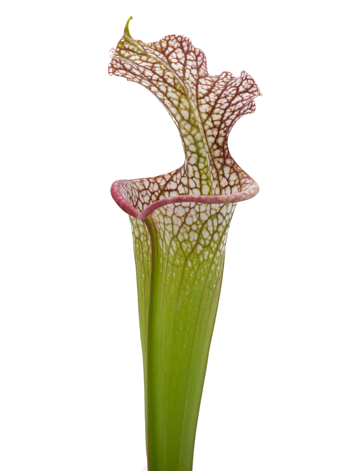 Sarracenia leucophylla MS L20C x moorei `Adrian Slack´ - MK H386D