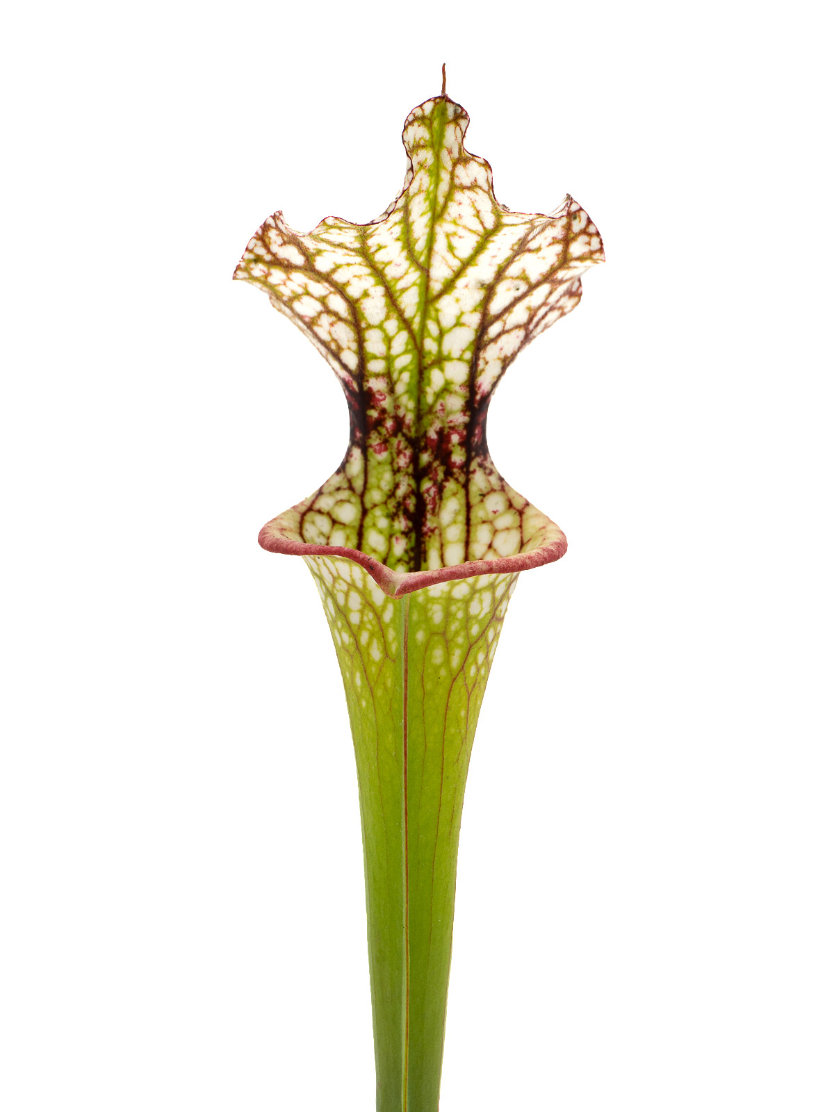 Sarracenia leucophylla MS L20C x moorei `Adrian Slack´ - MK H386G