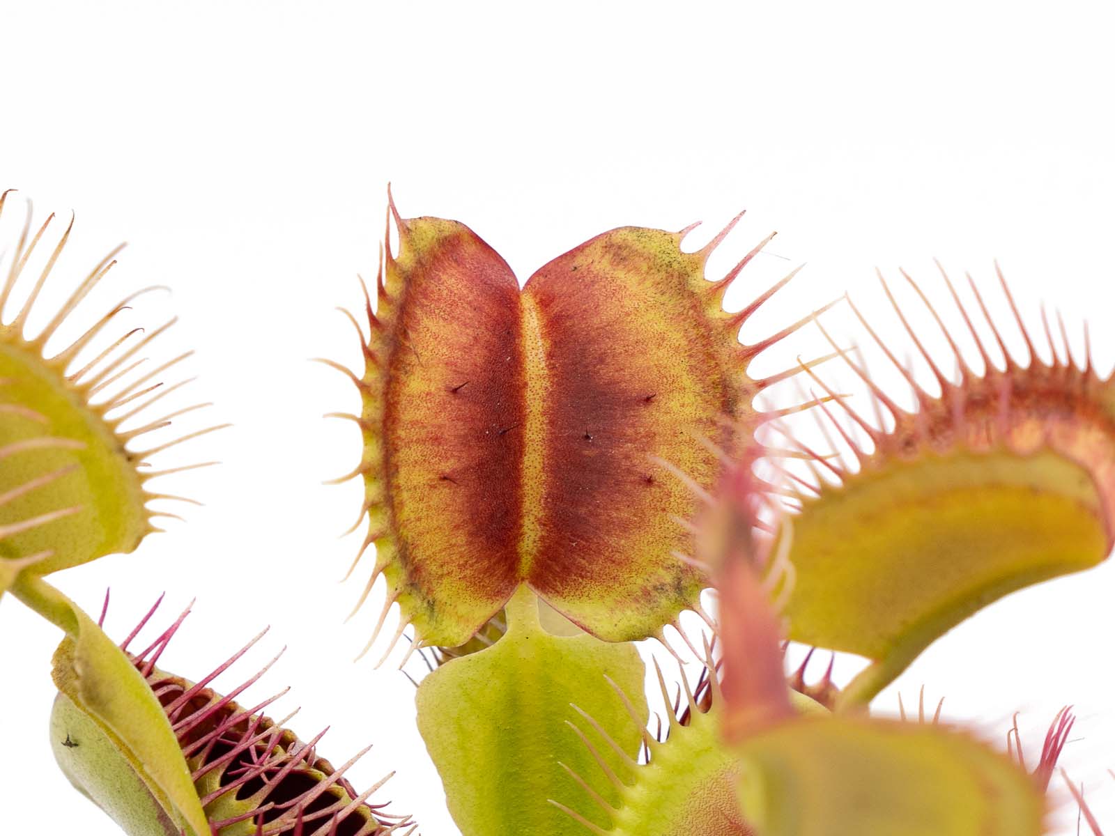 Dionaea muscipula - South West Giant Hybrid 3