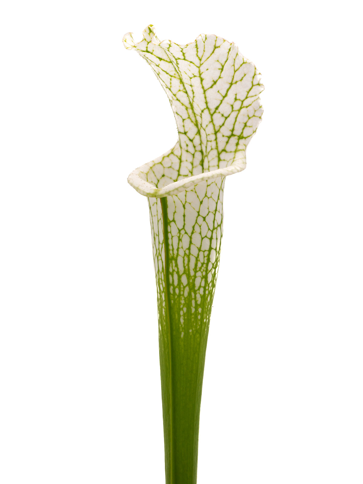 Sarracenia leucophylla var. alba - `white top´, Christian Klein