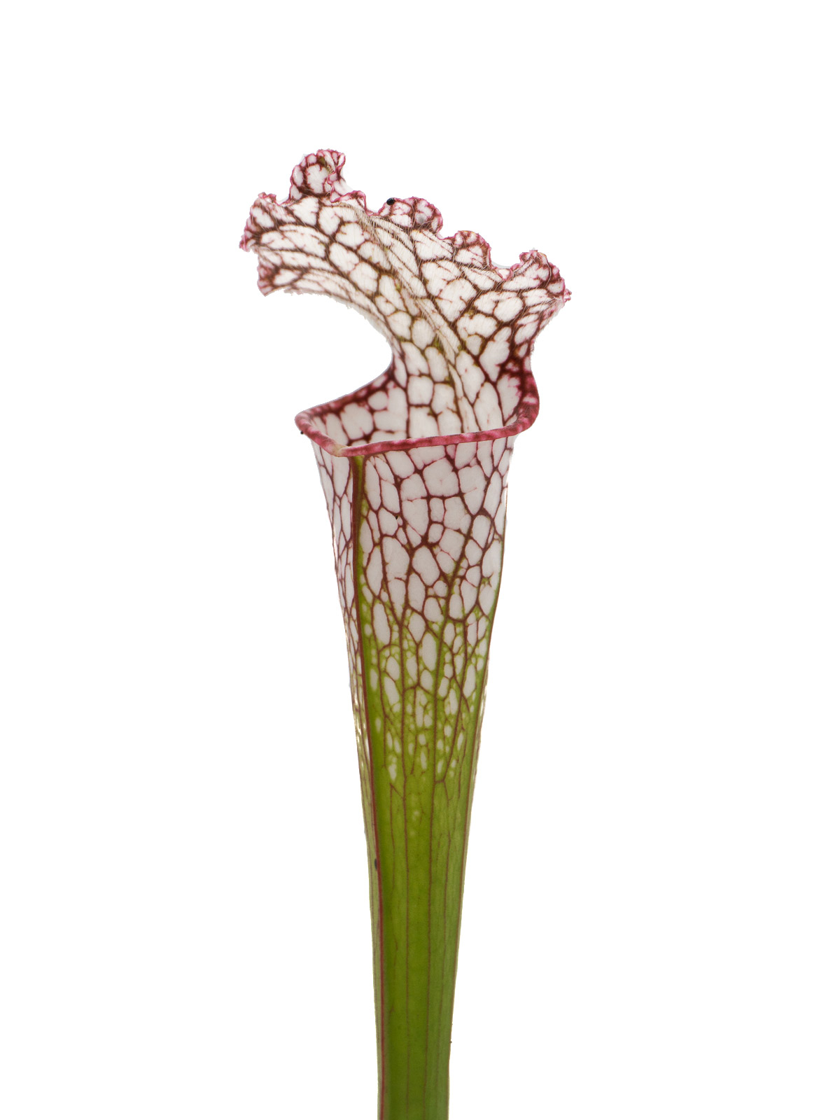 Sarracenia leucophylla -  MS L04