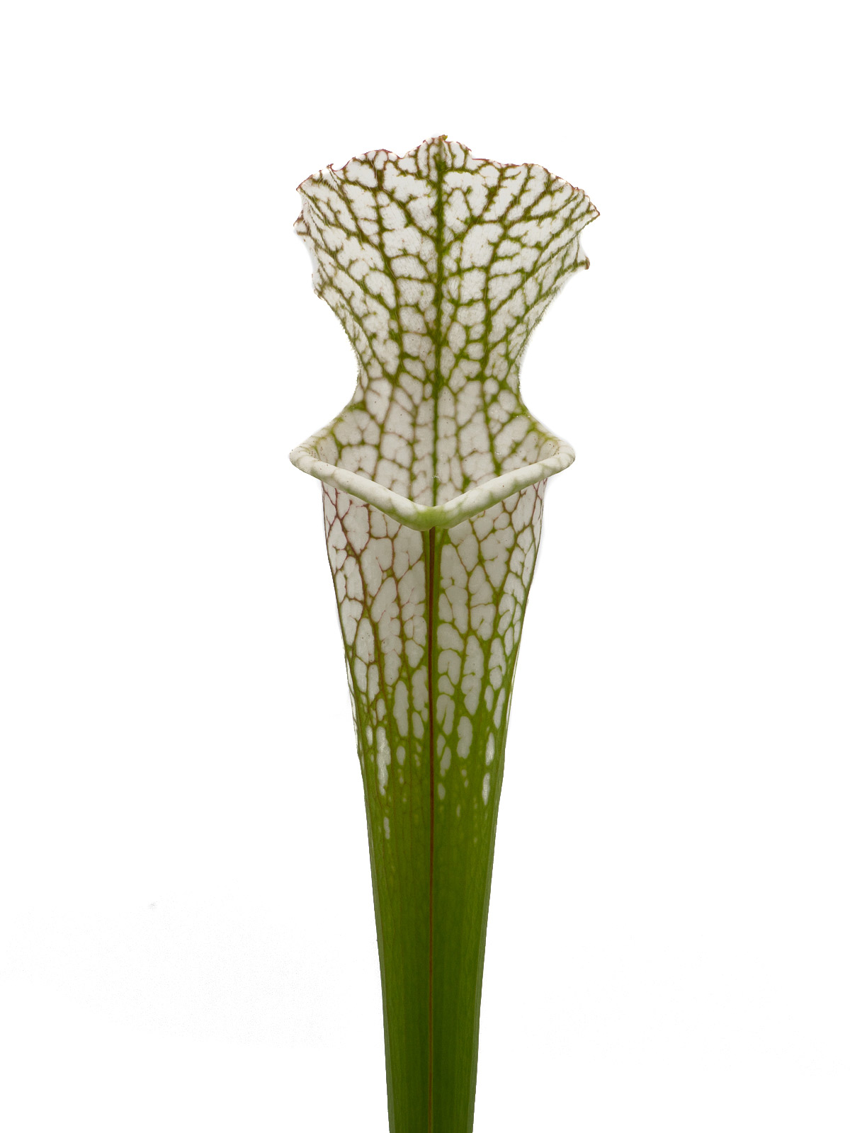 Sarracenia leucophylla - MK L72, veinless throat