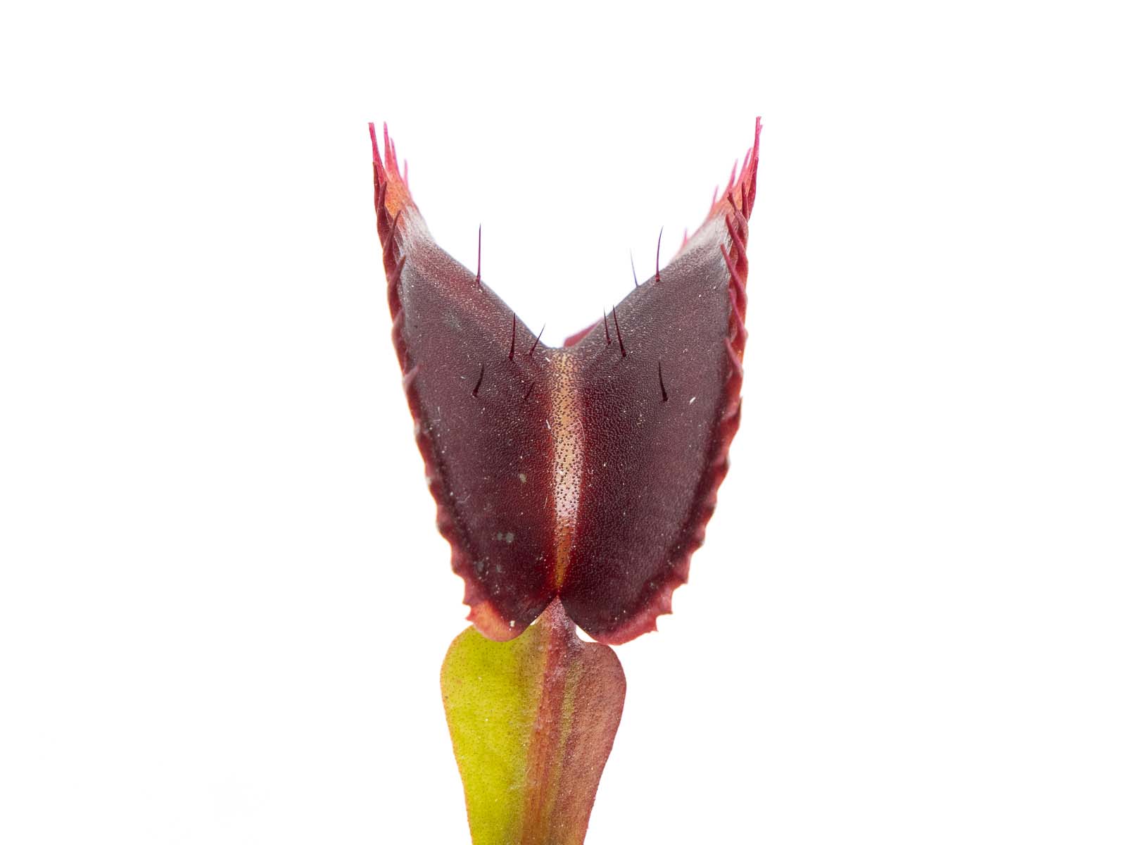 Dionaea muscipula - Jolie Joker