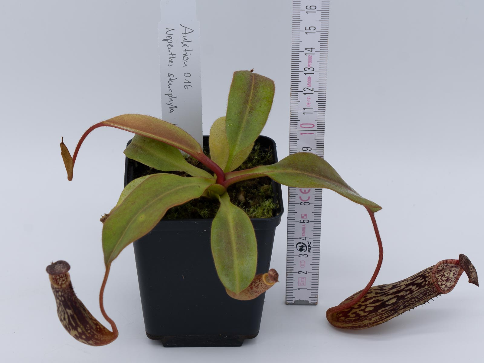 Auktion 016 - Nepenthes stenophylla