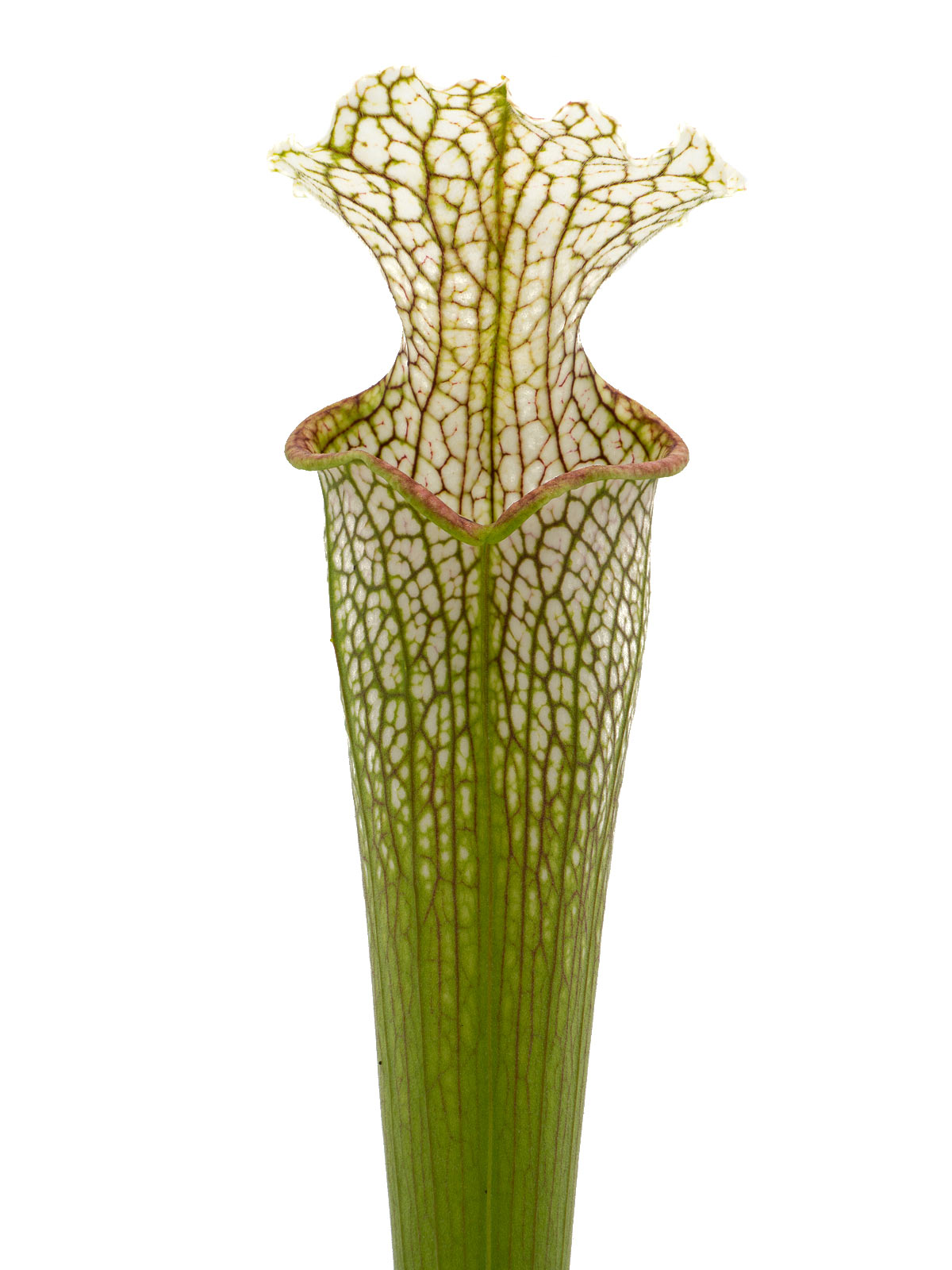 S. leucophylla - MK L101, stocky autumn pitchers