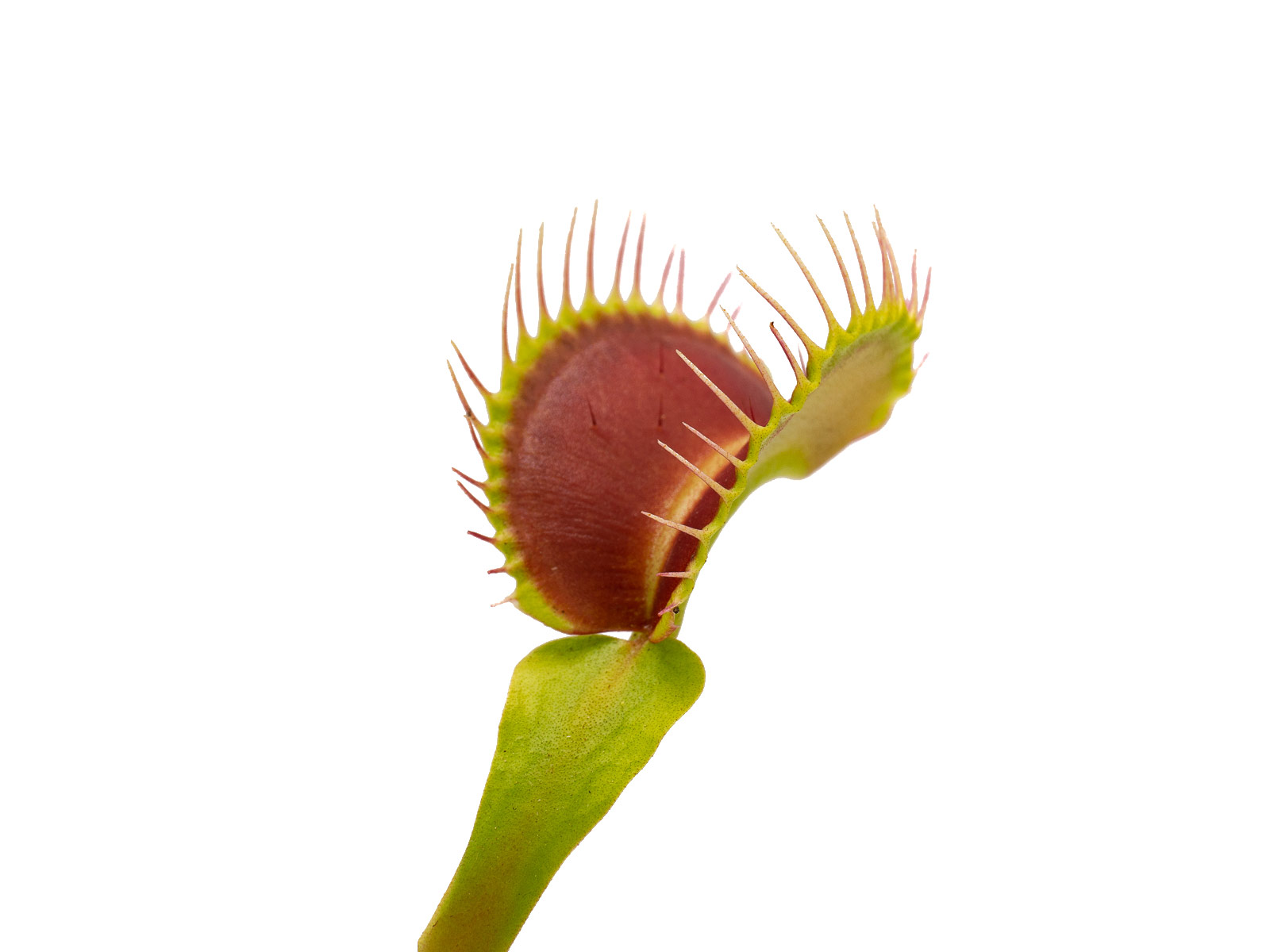 Dionaea muscipula - RZ 1955