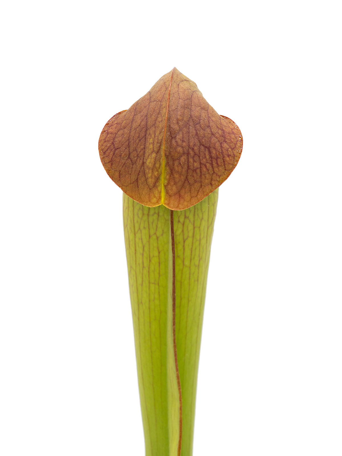 Sarracenia minor var. okefenokeensis - Okefenokee Giant