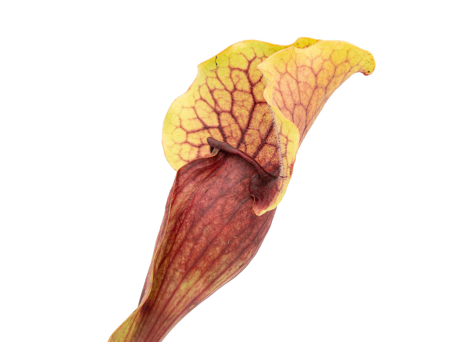 Sarracenia purpurea ssp. venosa - `Yellow form´, ex Adrain Slack