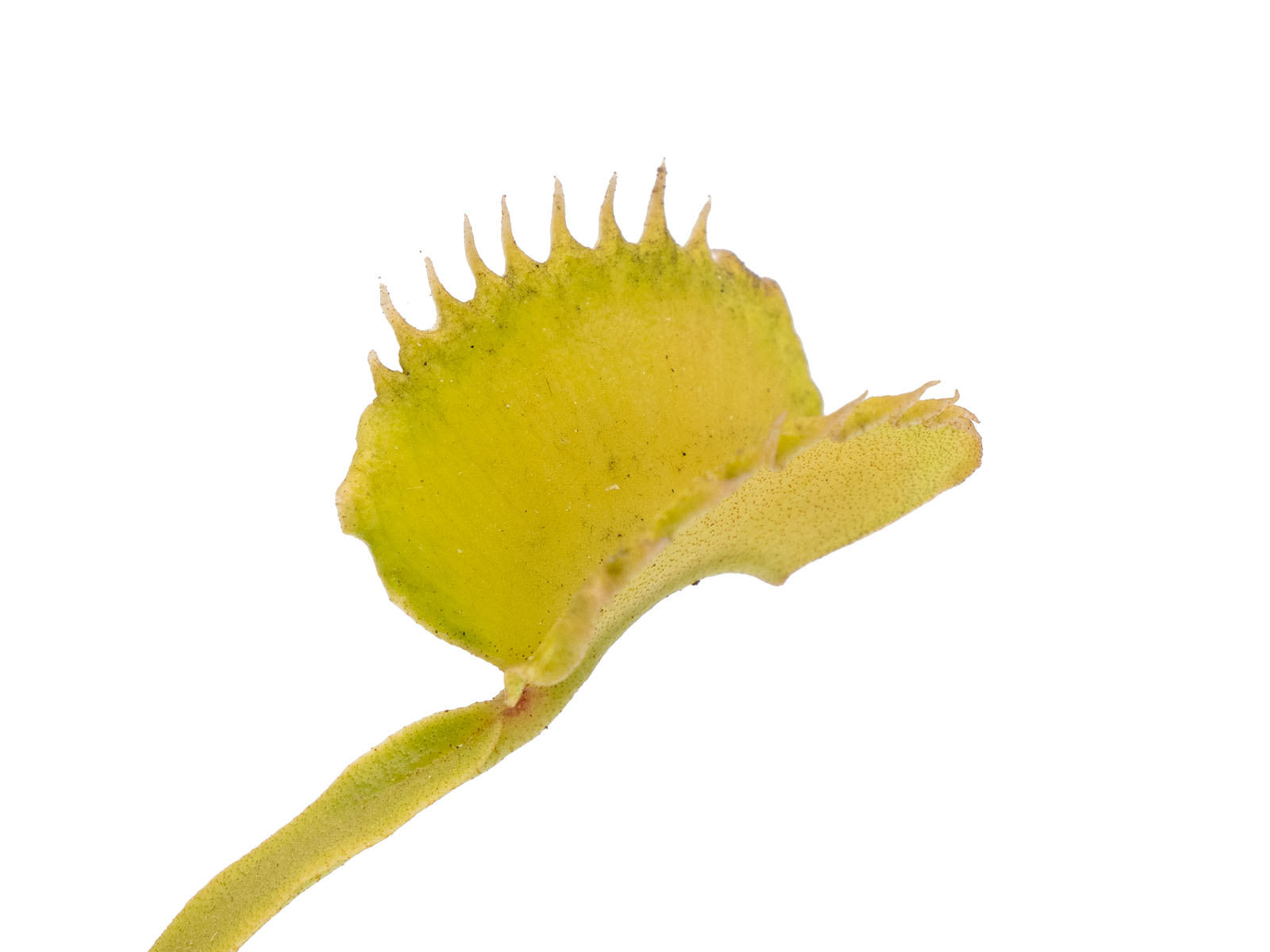 Dionaea muscipula - Werewolf