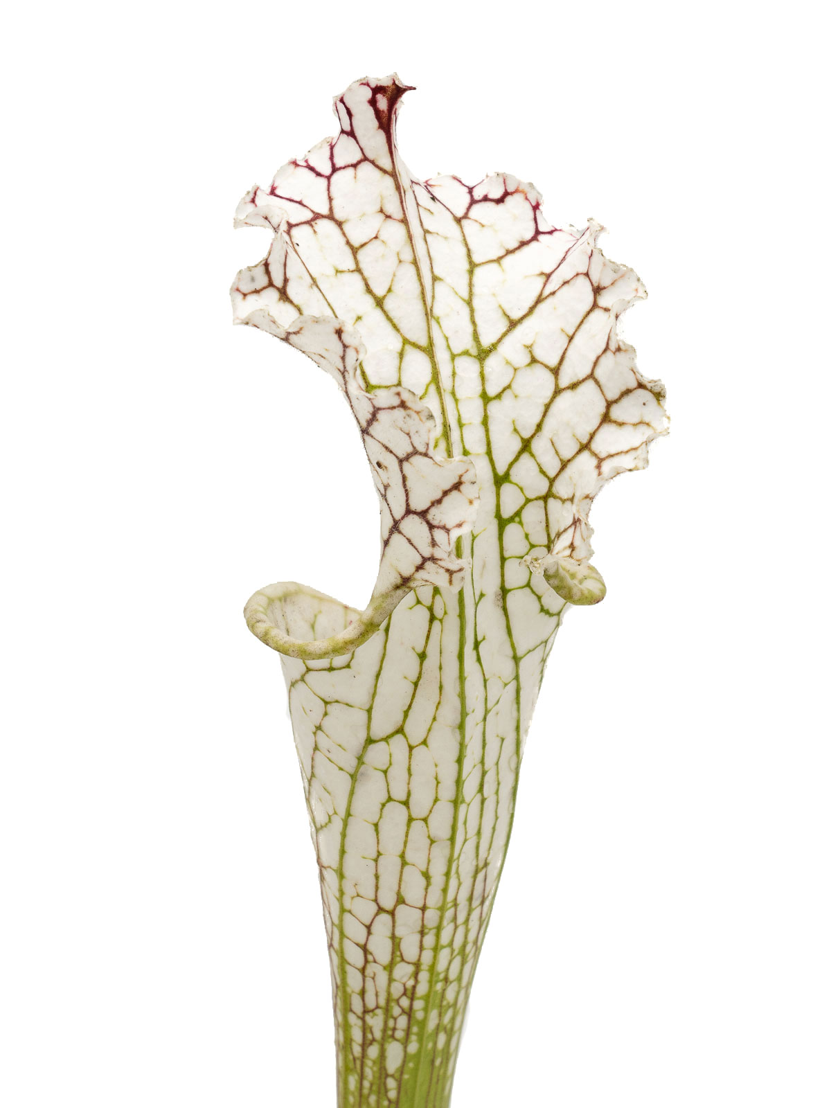 Sarracenia leucophylla - MK L15, Citronelle, Mobile County, Alabama