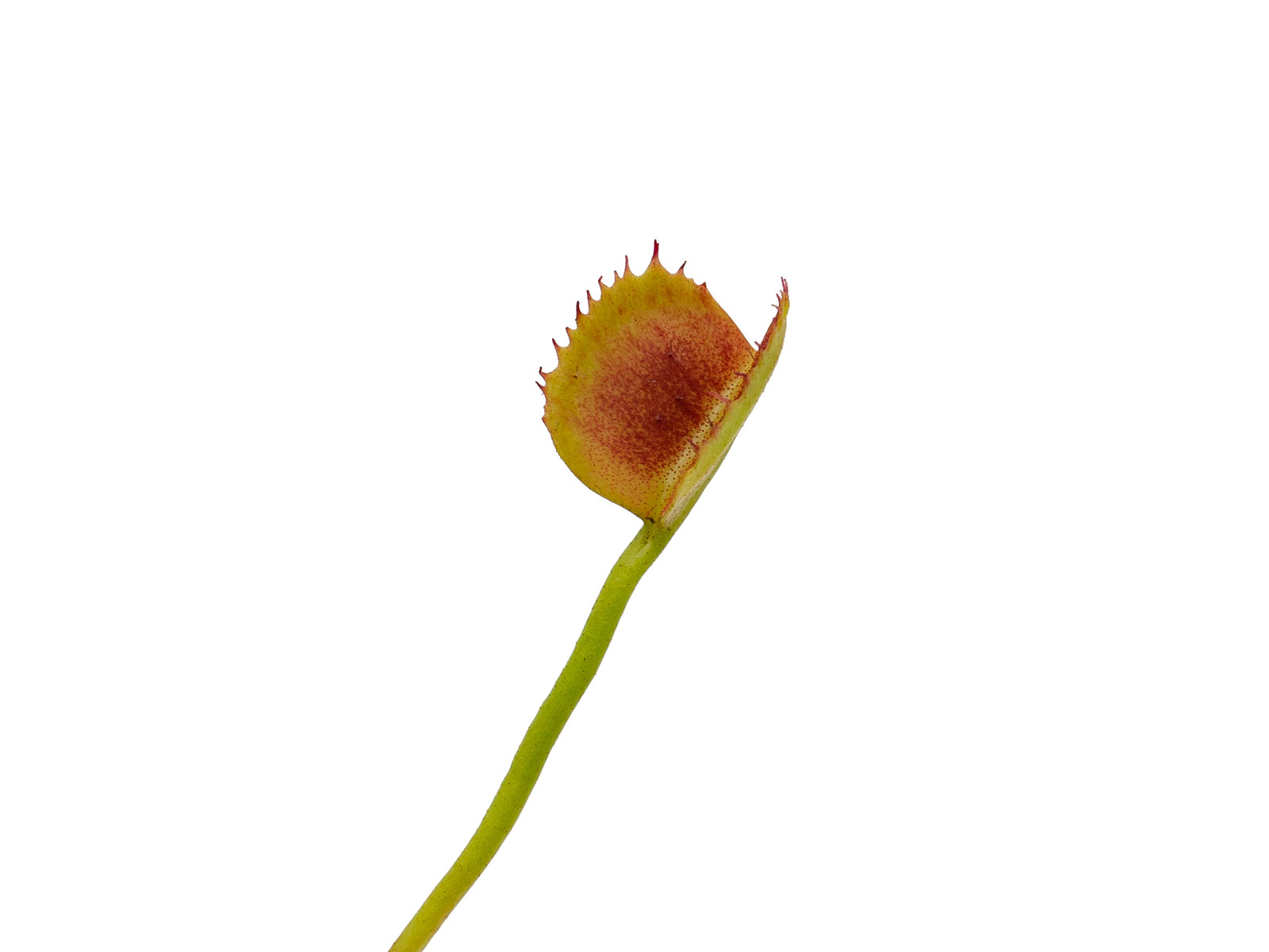 Dionaea muscipula - Korean Melody Shark