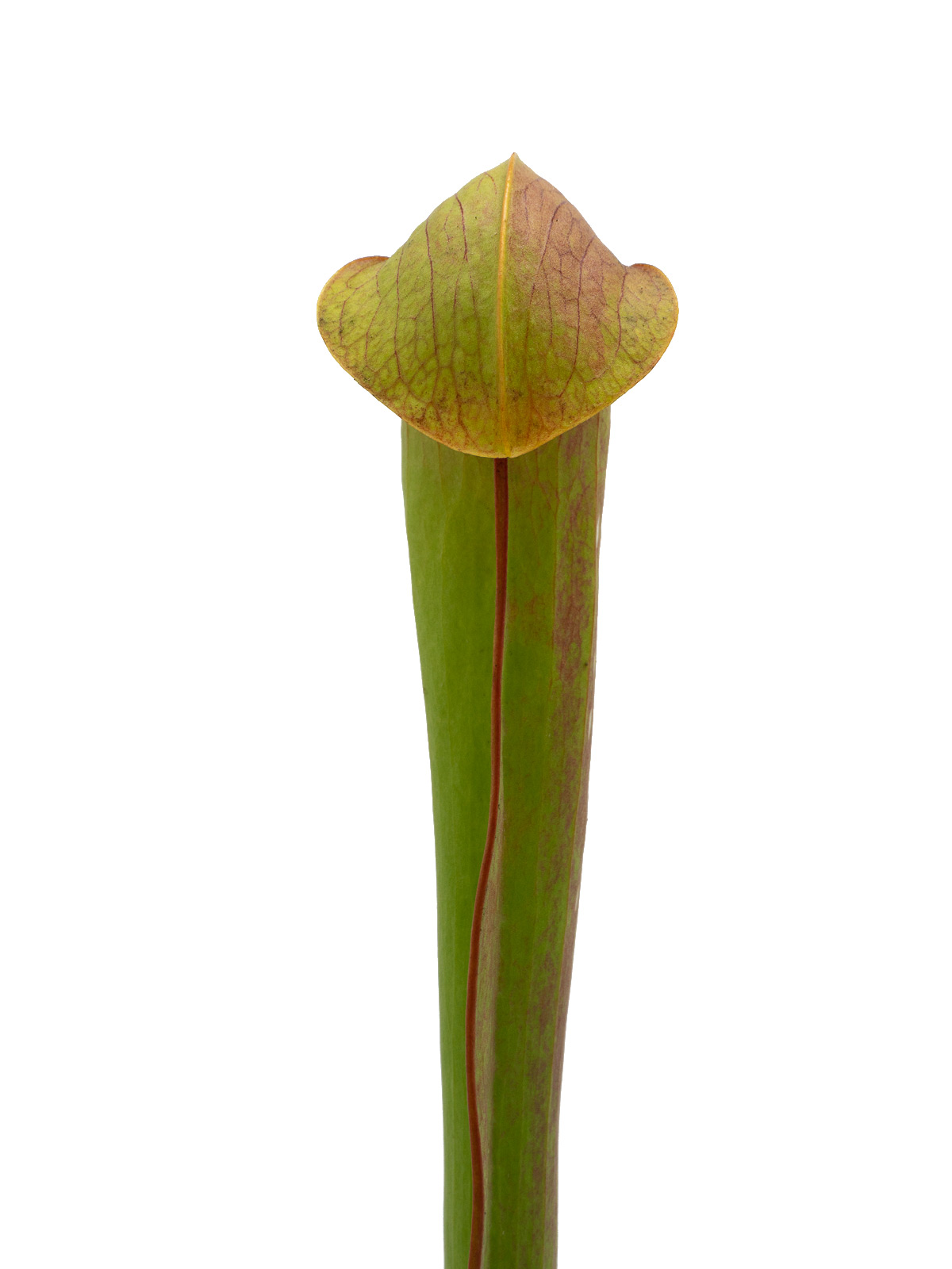 Sarracenia minor var. okefenokeensis - MK M15, Okefenokee Giant, south entrance