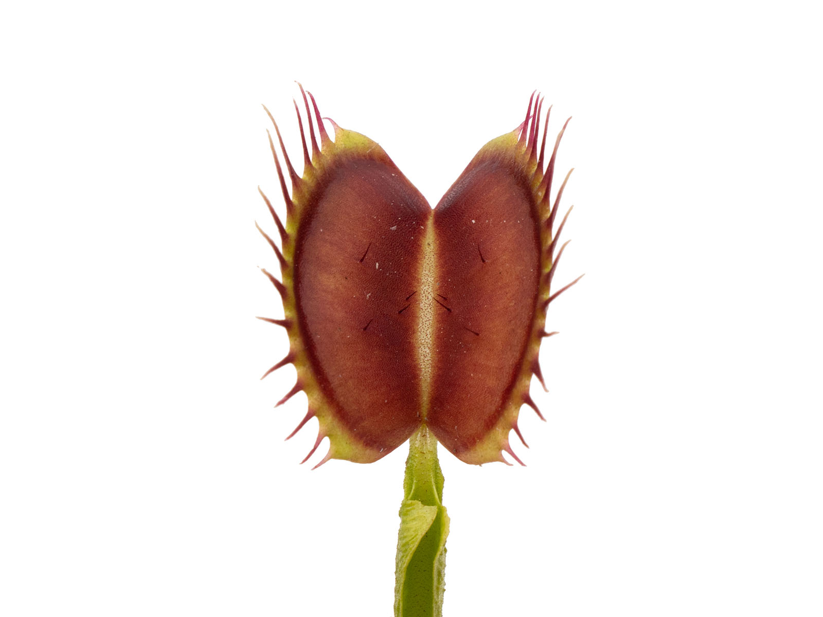 Dionaea muscipula - Reptile