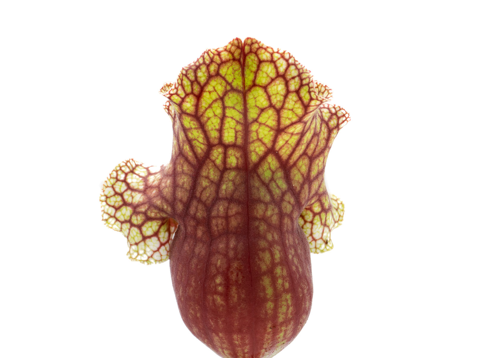 Sarracenia [(purpurea x leucophylla) x purpurea ssp. venosa] x (purpurea ssp. venosa x oreophila) - MS HC24
